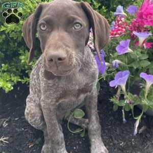 LADY GODIVA, German Shorthaired Pointer Puppy